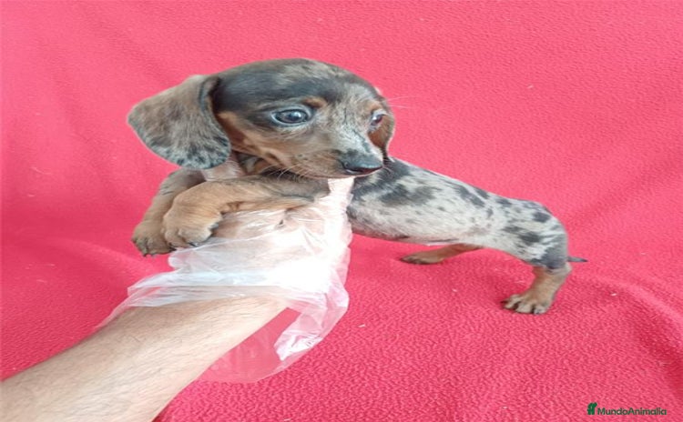 Teckel Miniatura perros - Anuncio 1