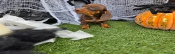 Teckel Miniatura perros en venta: TECKEL MINI & KANNINCHEN CHOCOLATES - Anuncio 1
