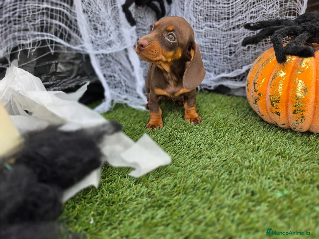 Teckel Miniatura perros en venta: TECKEL MINI & KANNINCHEN CHOCOLATES - Anuncio 1