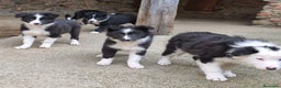 Border Collie perros en venta: Cachorros border collie 2 meses  - Anuncio 3