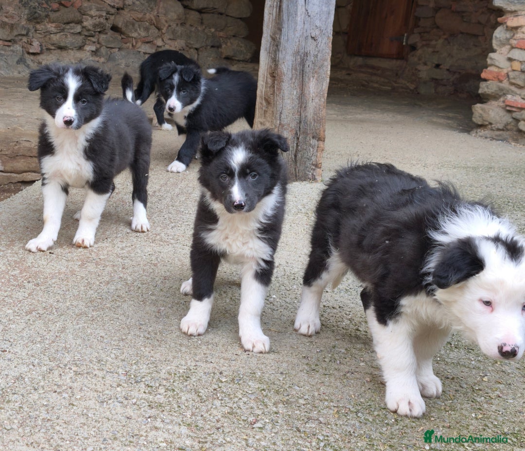 Border Collie perros en venta: Cachorros border collie 2 meses  - Anuncio 3