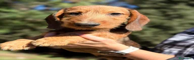 Teckel 1