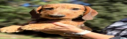 Teckel perros en venta: Teckel pelo duro  - Anuncio 2