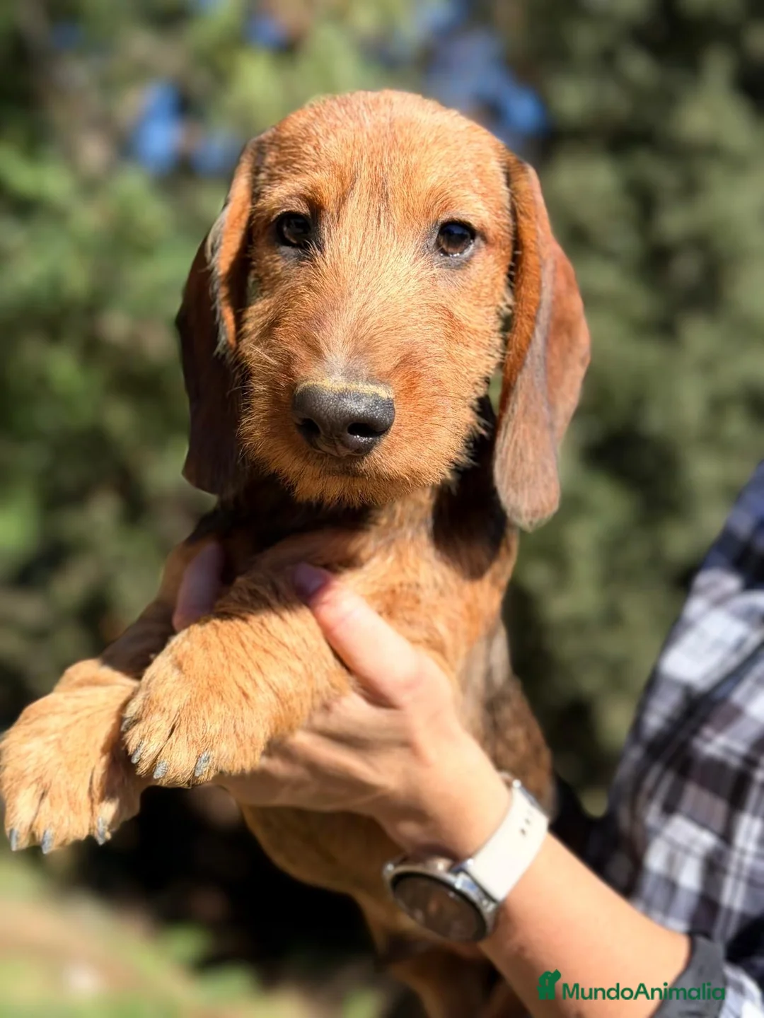 Teckel perros en venta: Teckel pelo duro  - Anuncio 2