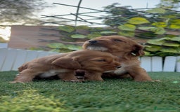 Cocker Spaniel Inglés perros en venta: COCKER SPANIEL INGLES MACHO  - Imagen 17