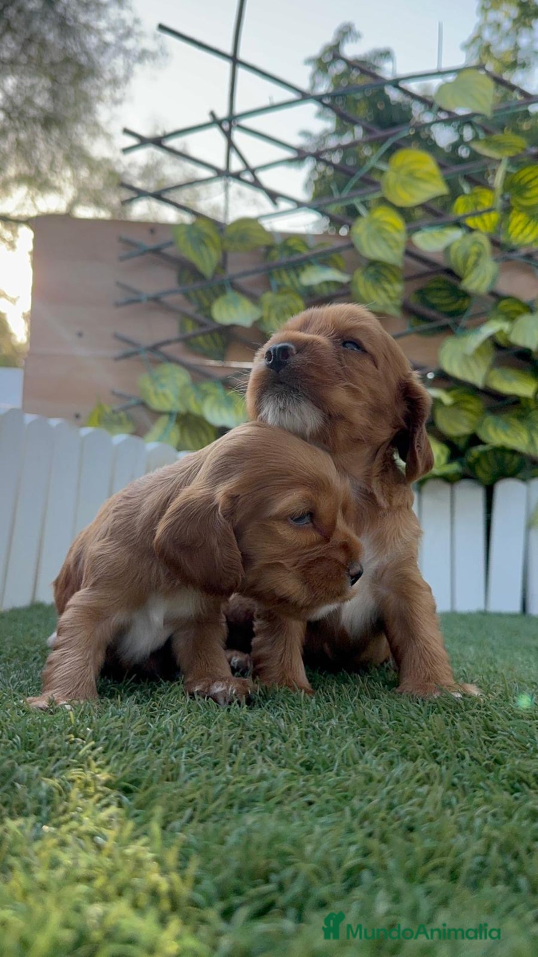 Cocker Spaniel Inglés perros en venta: COCKER SPANIEL INGLES MACHO  - Imagen 17