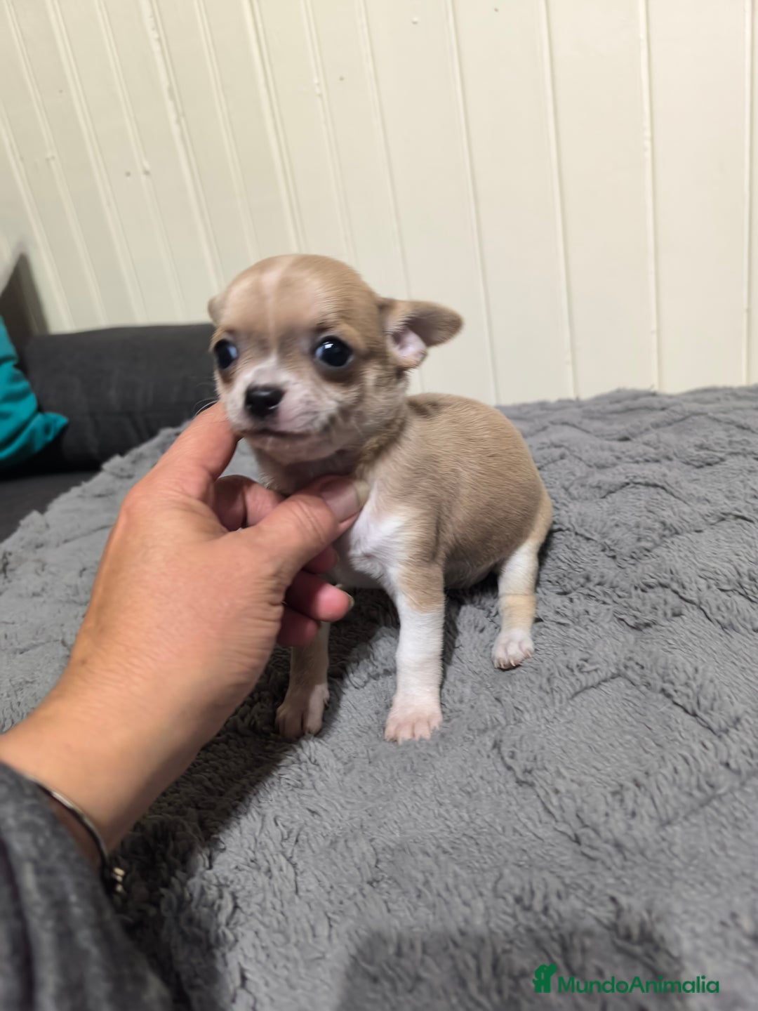 Chihuahua perros en venta: Chihuahua minis en CURTIS. La Coruña  - Imagen 2