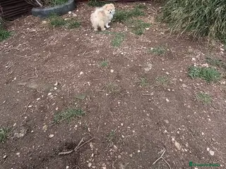 Pomerania perros Cachorro de pomerania - Anuncio 13