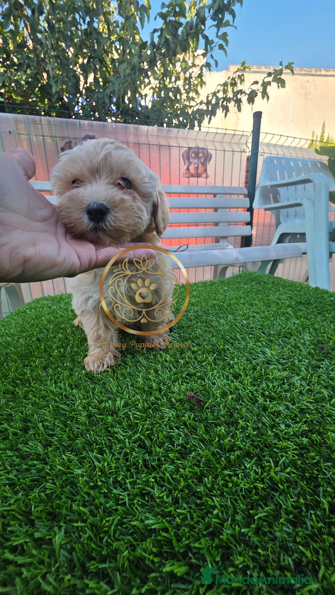 Maltipoo perros en venta: Maltipoo  - Imagen 2