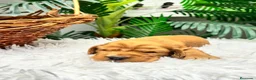 Cocker Spaniel Inglés perros en venta: COCKER SPANIEL INGLÉS  - Anuncio 4