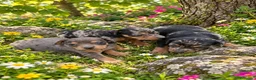 Pinscher Miniatura perros en venta: Pincher - Anuncio 2