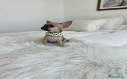 Chihuahua perros en venta: Chihuahua macho - Imagen 2