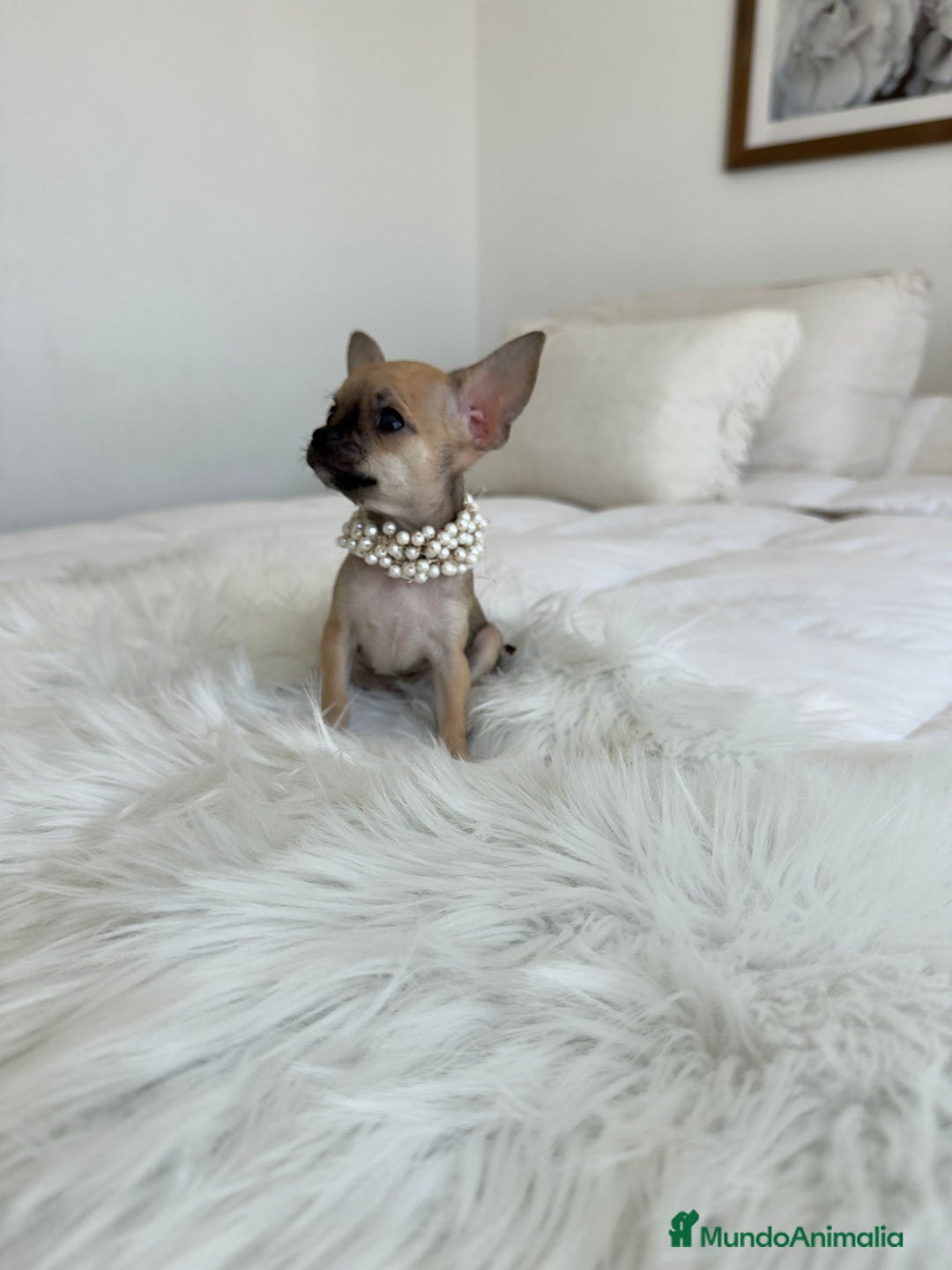 Chihuahua perros en venta: Chihuahua macho - Imagen 2