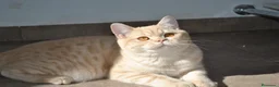 Scottish Straight gatos en venta: Gatos Scottish Straight-Fold  - Anuncio 17