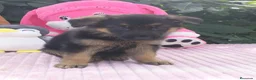 Pastor Alemán perros en venta: Pastor aleman - Anuncio 2