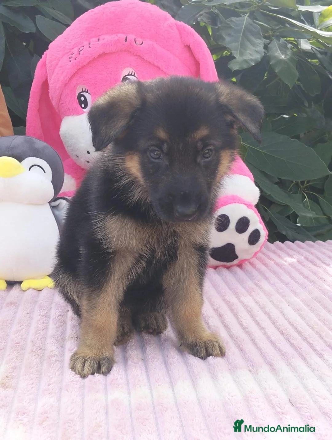 Pastor Alemán perros en venta: Pastor aleman - Anuncio 2