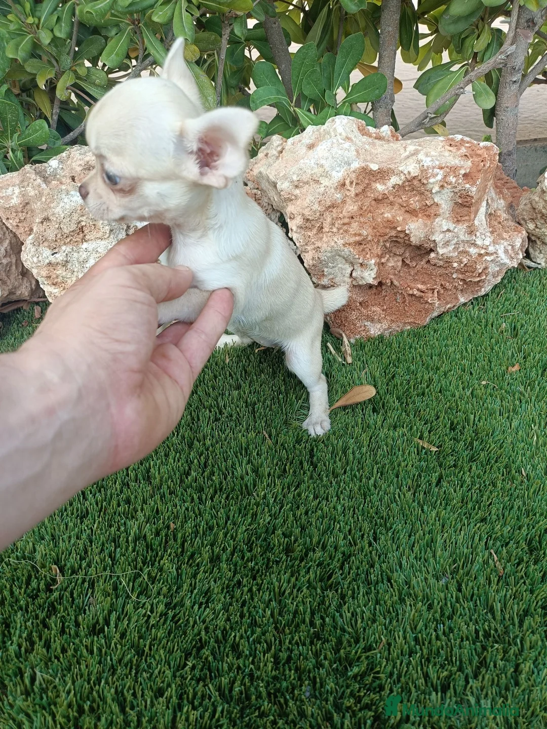 Chihuahua perros en venta: Hembrita Canela - Anuncio 3