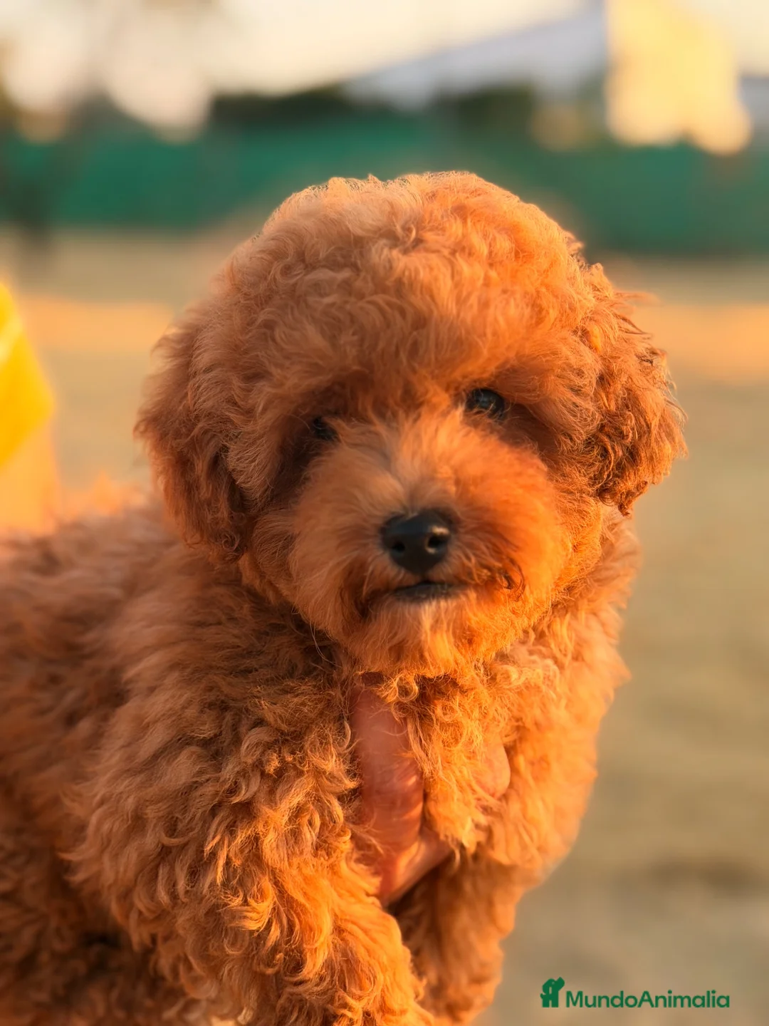 Caniche Toy perros en venta: Caniche Rojo  - Anuncio 7
