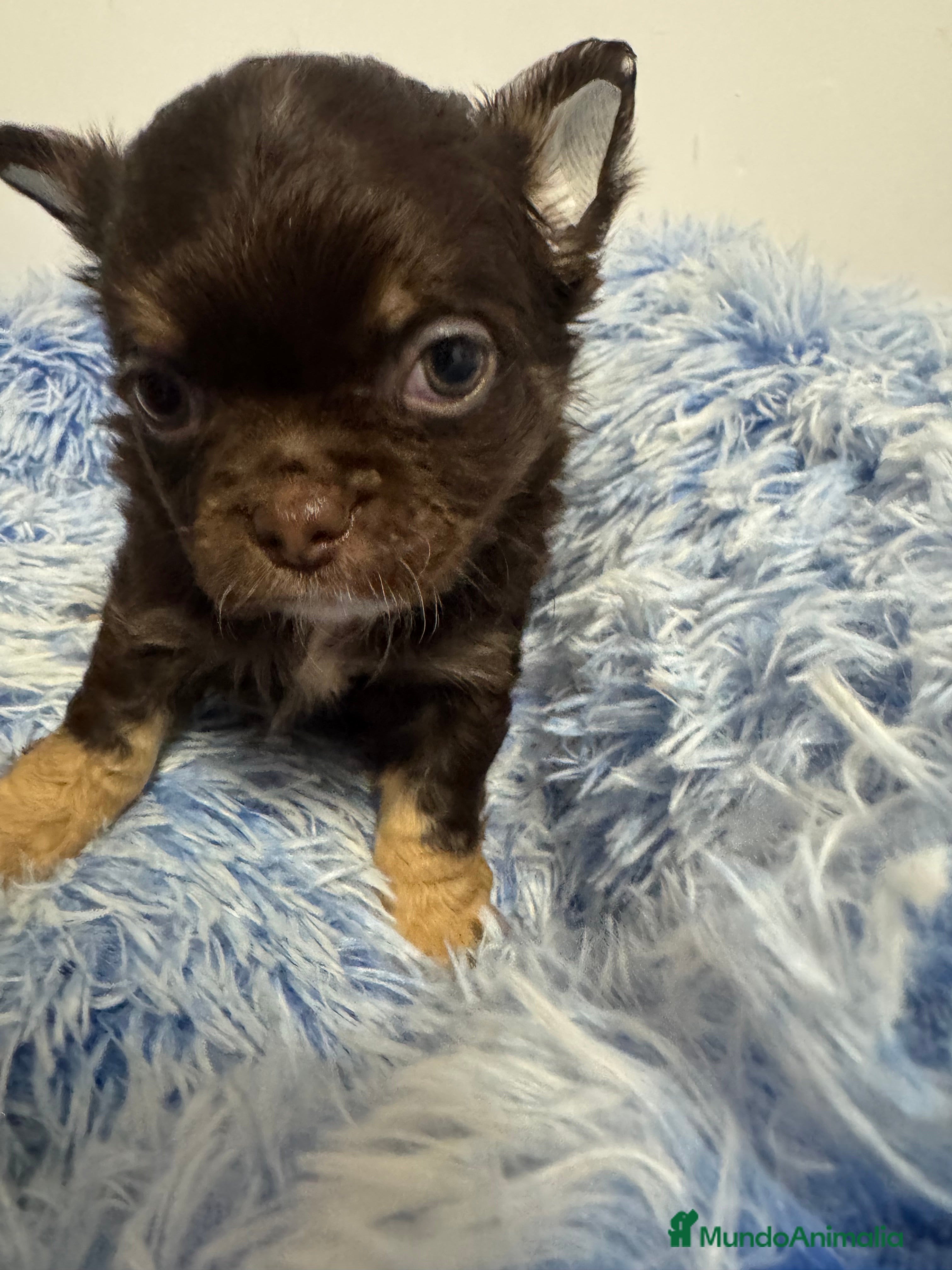 Chihuahua perros Chihuahua línea rusa - Anuncio 1