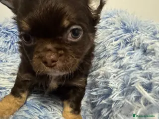 Chihuahua perros Chihuahua línea rusa - Anuncio 1