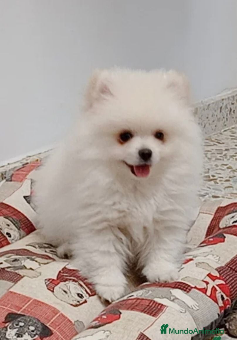 Pomerania perros Pomerania  - Anuncio 1