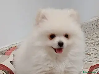 Pomerania perros Pomerania - Anuncio 1