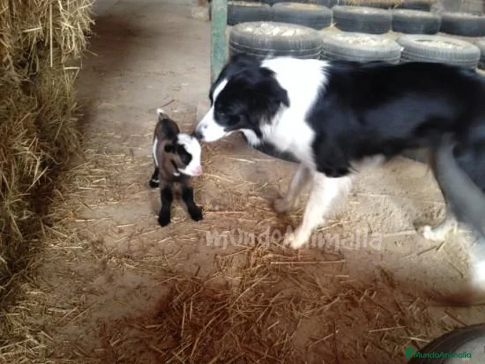 Imagen de galería {{count}}