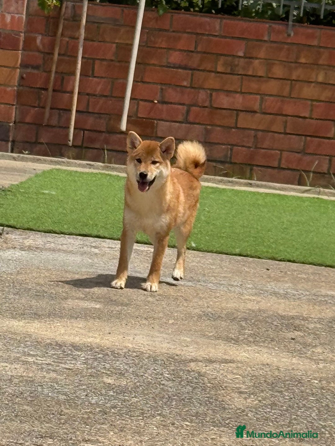 Shiba Inu perros en venta: Shiba Inu - Imagen 6