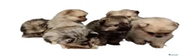 Pomerania perros en venta: Pomerania - Anuncio 5