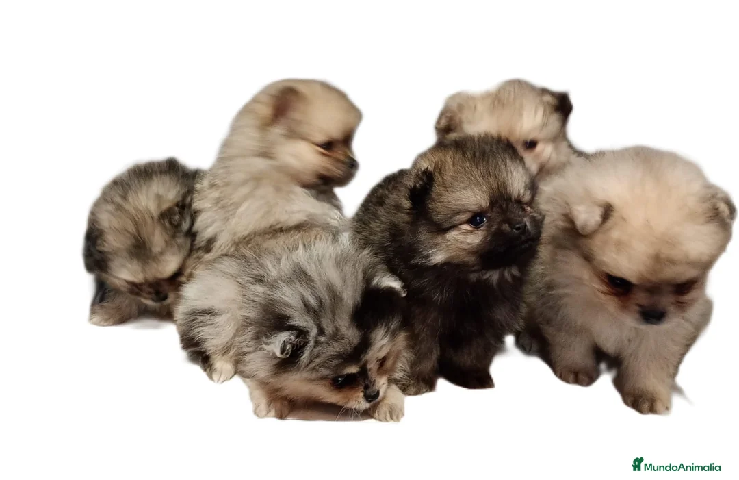 Pomerania perros en venta: Pomerania - Anuncio 5