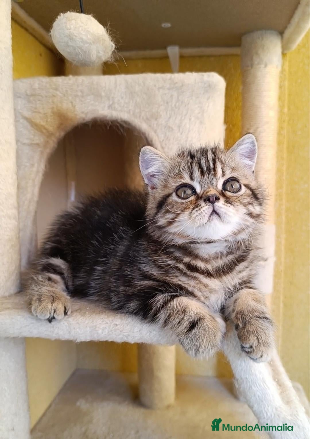 Exótico de Pelo Corto gatos GATO EXOTICO BROWN TABBY BLOTCHED - Anuncio 1