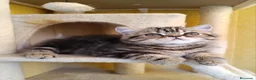 Exótico de Pelo Corto gatos en venta: GATO EXOTICO BROWN TABBY BLOTCHED - Anuncio 1