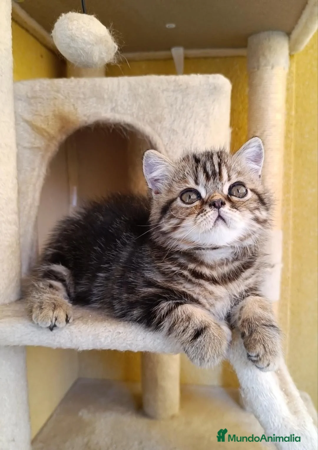 Exótico de Pelo Corto gatos en venta: GATO EXOTICO BROWN TABBY BLOTCHED - Anuncio 1