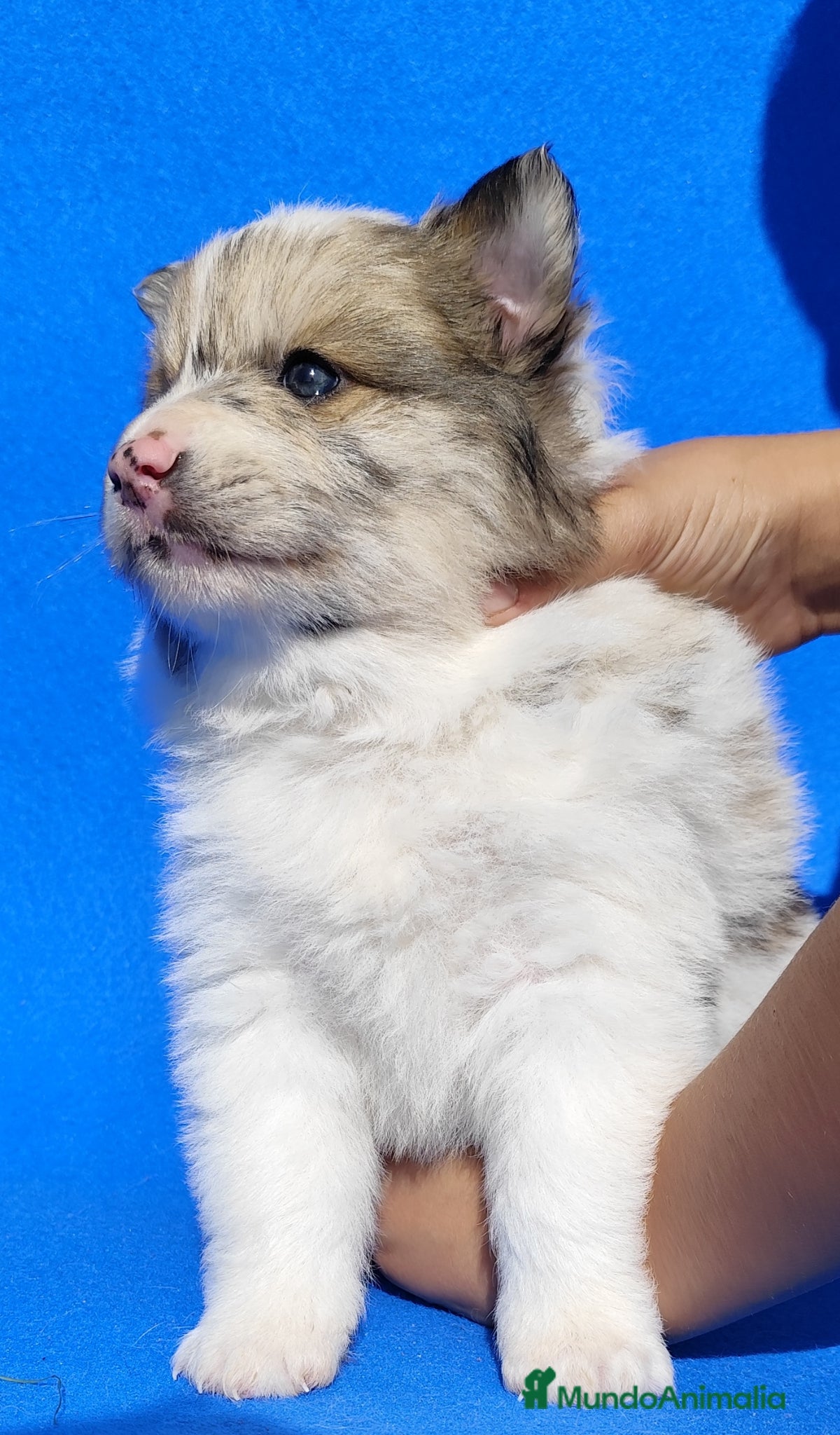 Border Collie perros Borderpom ( mini- bordercollie) - Anuncio 2