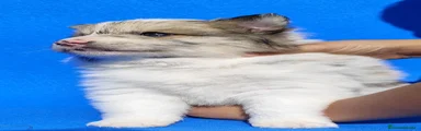 Border Collie Cachorro 1
