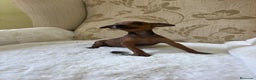 Pinscher Miniatura perros en venta: Pinscher Miniatura cachorros de ensueño - Anuncio 15