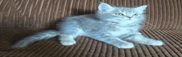Británico de Pelo Largo gatos en venta: Gatcot.com - Anuncio 3