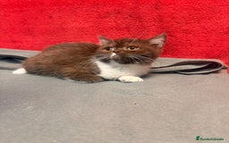 Británico de Pelo Corto gatos en venta: British bicolor chocolate - Imagen 3