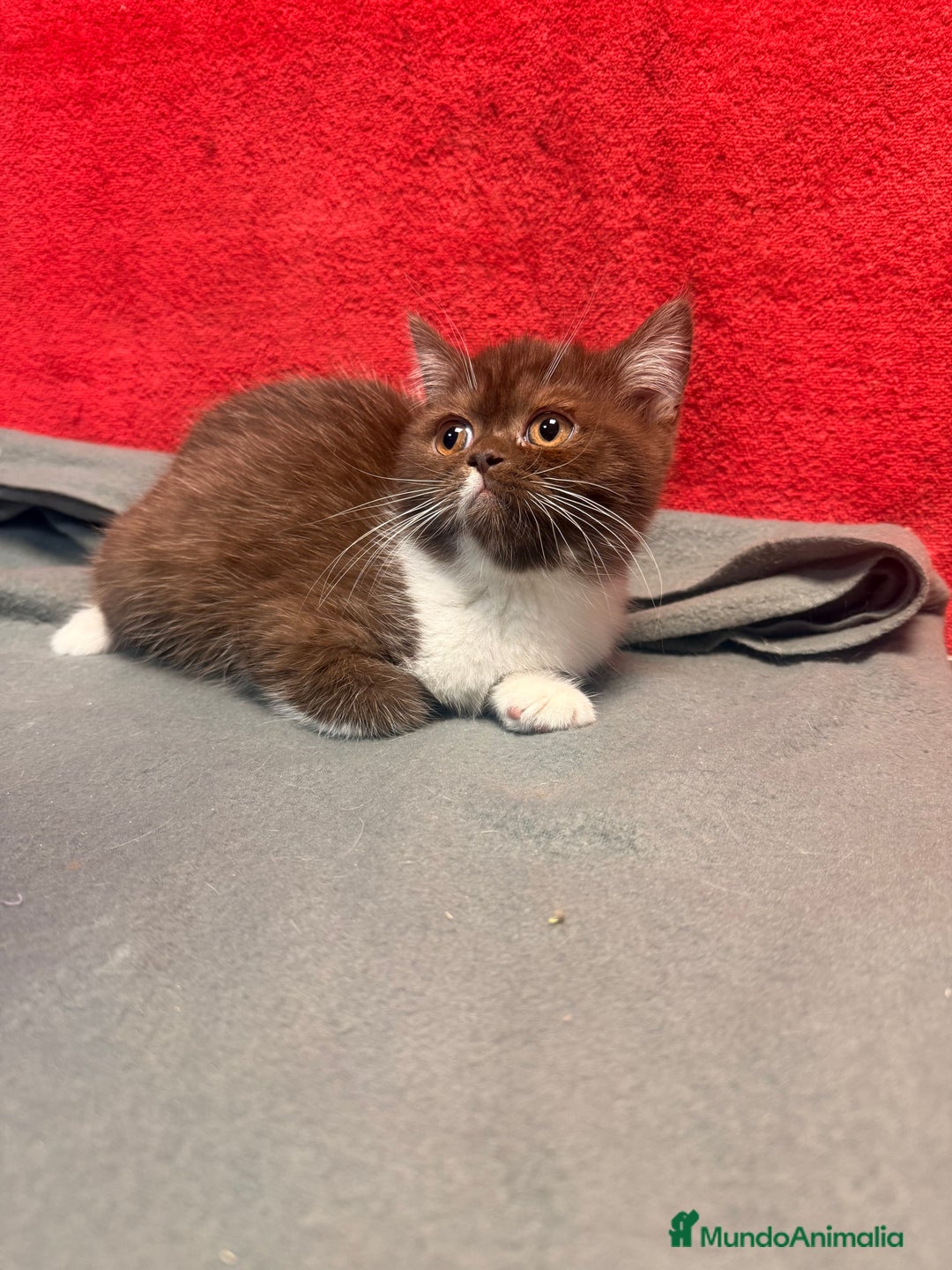 Británico de Pelo Corto gatos en venta: British bicolor chocolate - Imagen 3