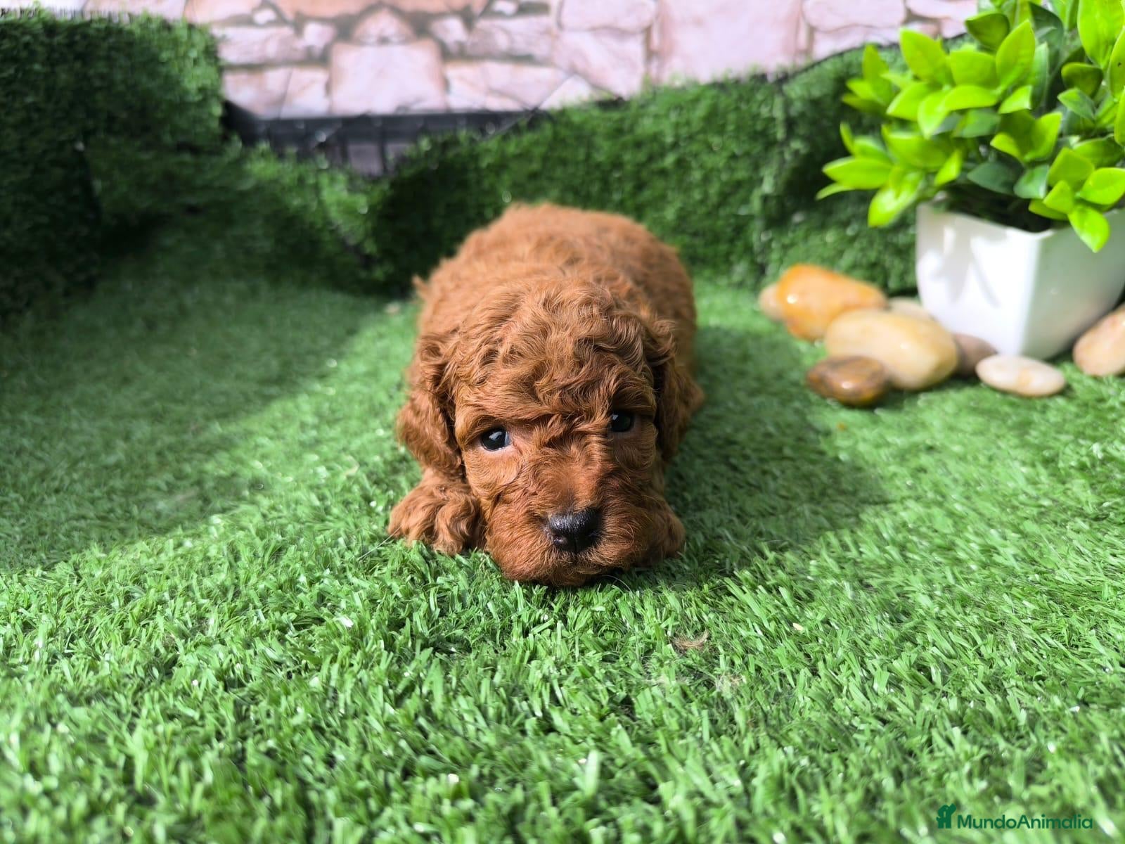 Caniche Toy perros Caniche mini   en Granada - Anuncio 2