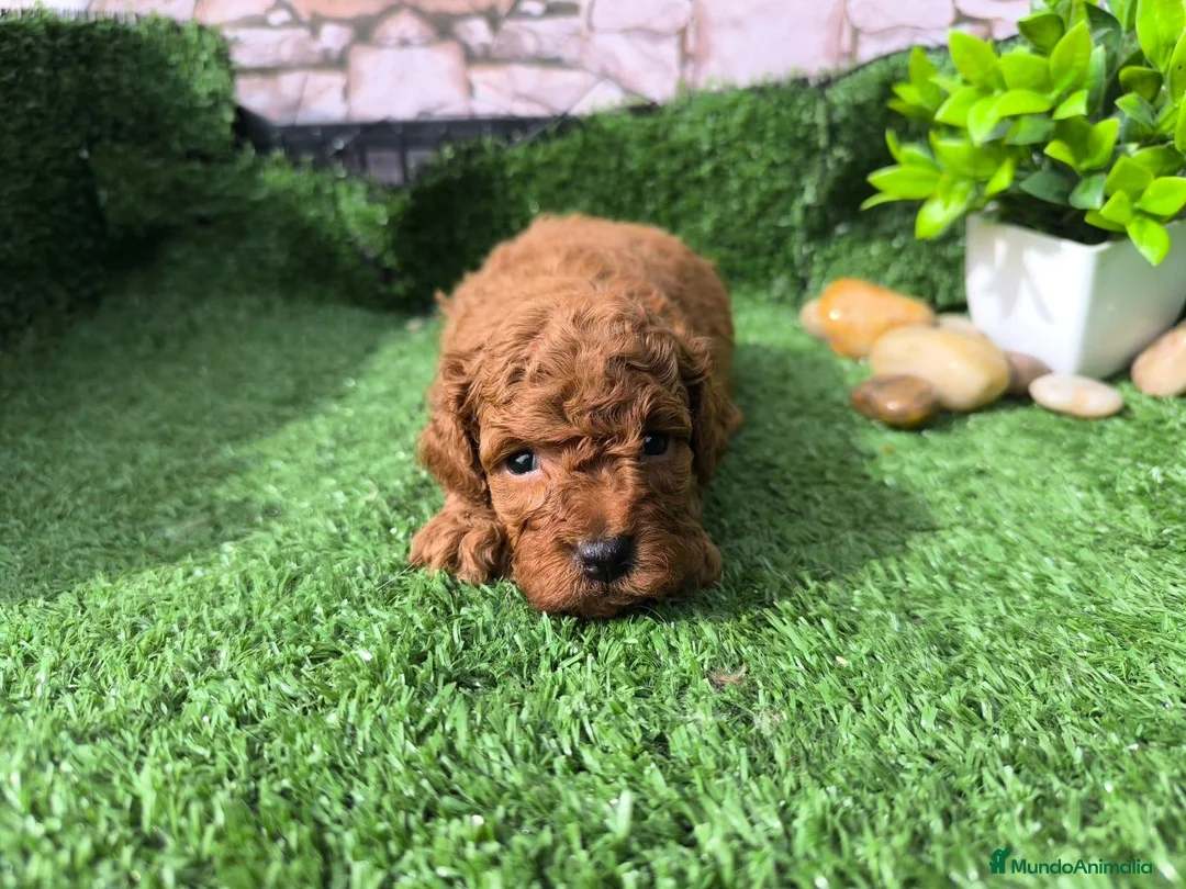 Caniche Toy perros en venta: Caniche mini   en Granada - Anuncio 2