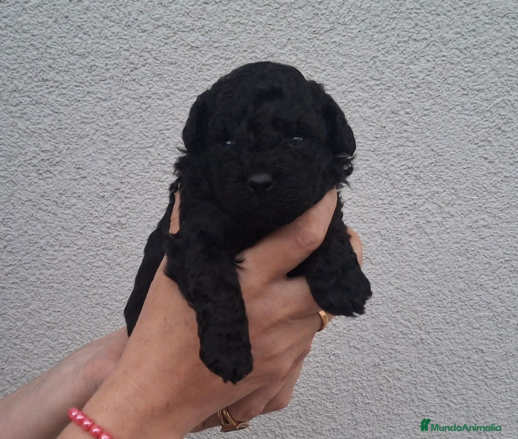 Caniche Toy perros Caniche toy negro - Anuncio 1