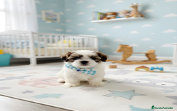 Shih Tzu perros en venta: Shih Tzu top del Valle  - Imagen 1