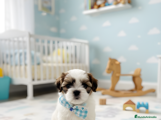 Shih Tzu perros - Anuncio 1