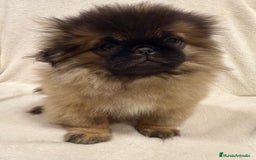 Pekinés perros en venta: Monísimo Pekines Imperial  - Imagen 2