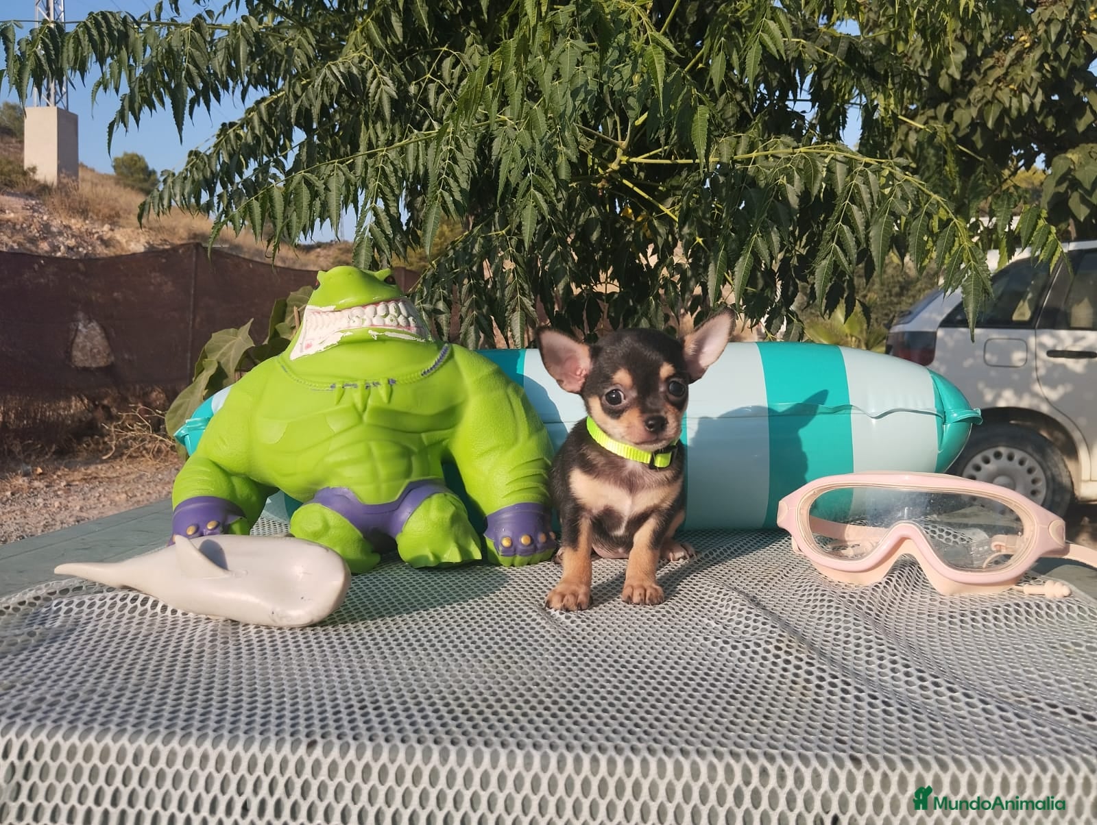 Chihuahua perros Chihuahuas mini toy - Anuncio 3