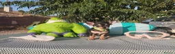 Chihuahua perros en venta: Chihuahuas mini toy - Anuncio 2