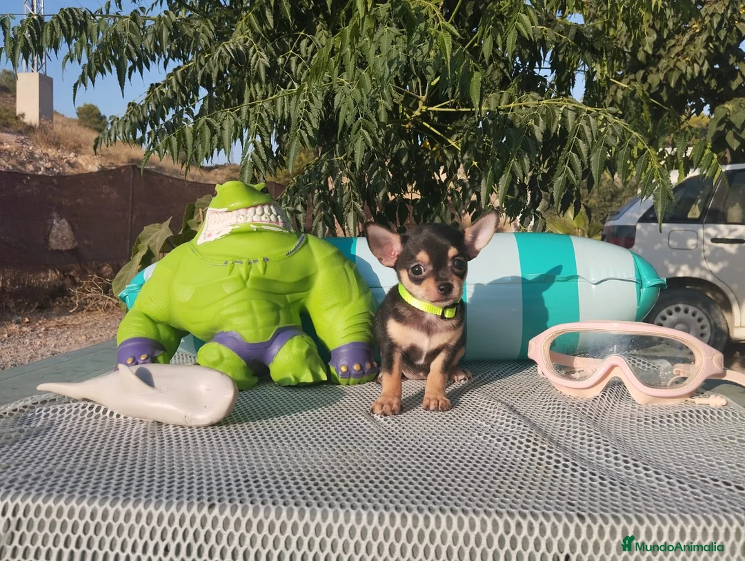 Chihuahua perros en venta: Chihuahuas mini toy - Anuncio 2