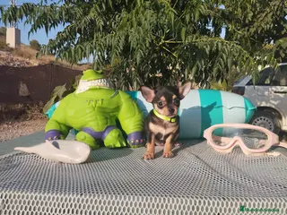 Chihuahua perros Chihuahuas mini toy - Anuncio 3