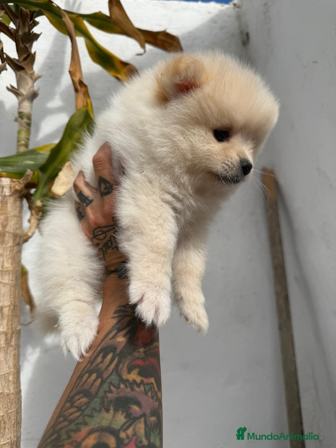 Pomerania perros en venta: Hembrita crema  - Imagen 1